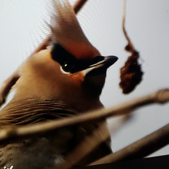 Meet your Posher, Tammy - Picture 1 of 1